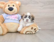 7 week old Teddy Bear Puppy For Sale - Windy City Pups