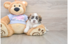 Teddy Bear Pup Being Cute