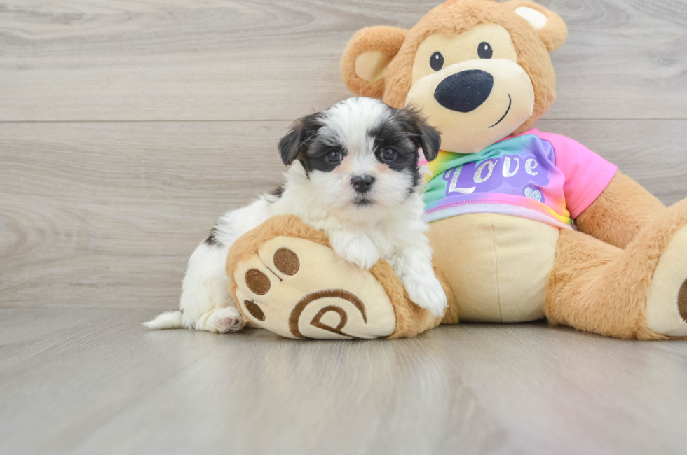 6 week old Teddy Bear Puppy For Sale - Windy City Pups