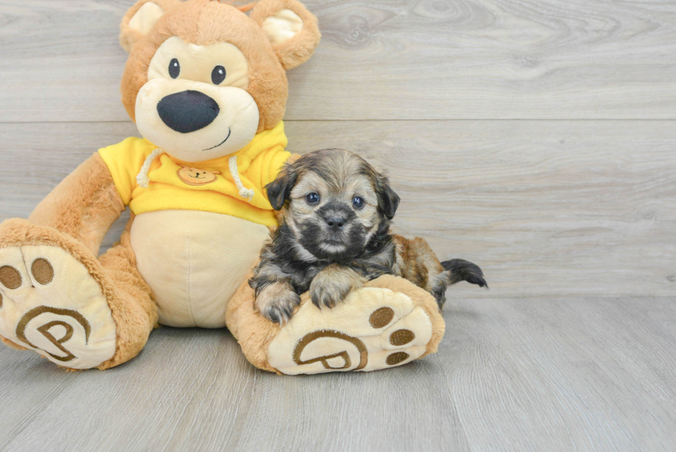 Teddy Bear Puppy for Adoption