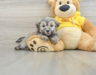 7 week old Teddy Bear Puppy For Sale - Windy City Pups