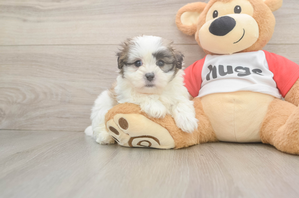 6 week old Teddy Bear Puppy For Sale - Windy City Pups