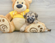 7 week old Teddy Bear Puppy For Sale - Windy City Pups