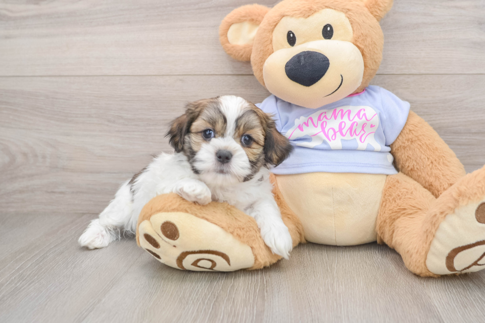 Teddy Bear Pup Being Cute