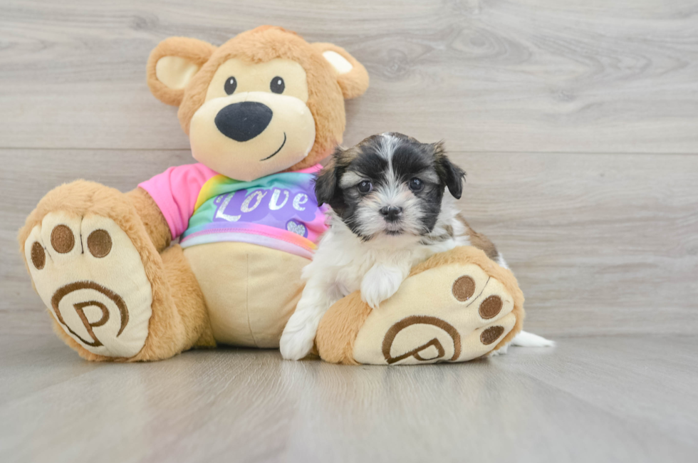 6 week old Teddy Bear Puppy For Sale - Windy City Pups