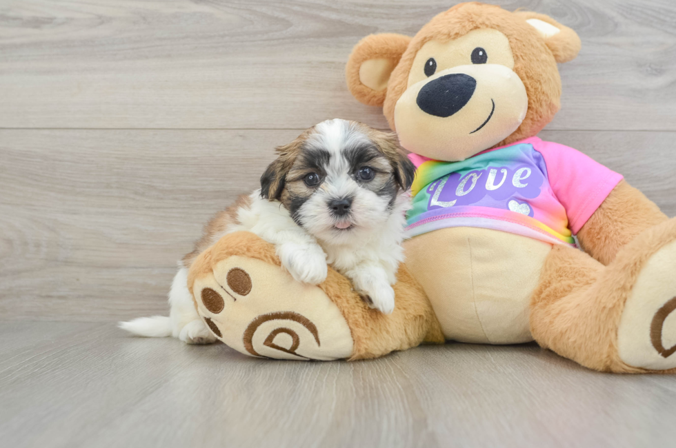 6 week old Teddy Bear Puppy For Sale - Windy City Pups