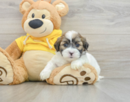 8 week old Teddy Bear Puppy For Sale - Windy City Pups