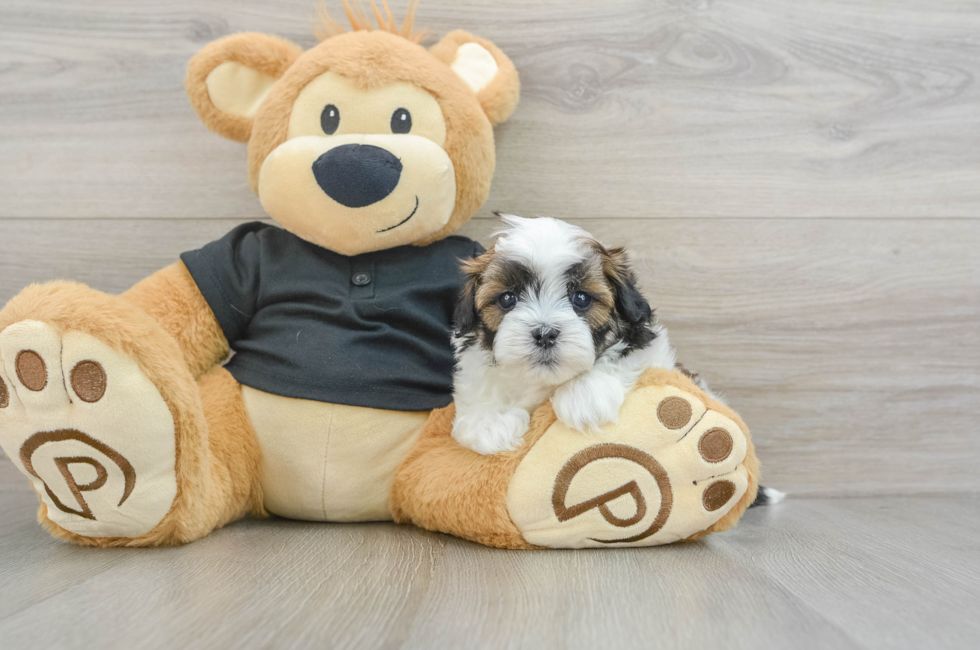 6 week old Teddy Bear Puppy For Sale - Windy City Pups