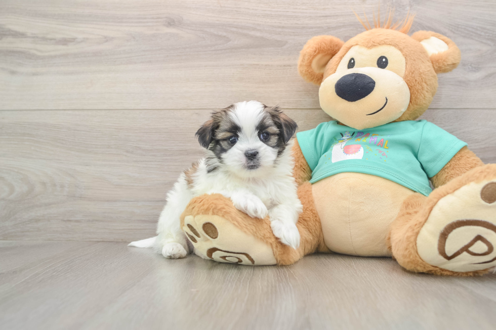 Best Teddy Bear Baby