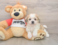 5 week old Teddy Bear Puppy For Sale - Windy City Pups