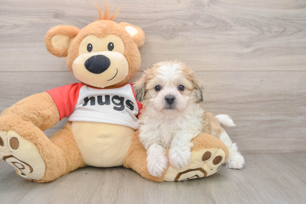 Teddy Bear Pup Being Cute