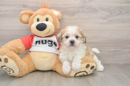 Teddy Bear Pup Being Cute