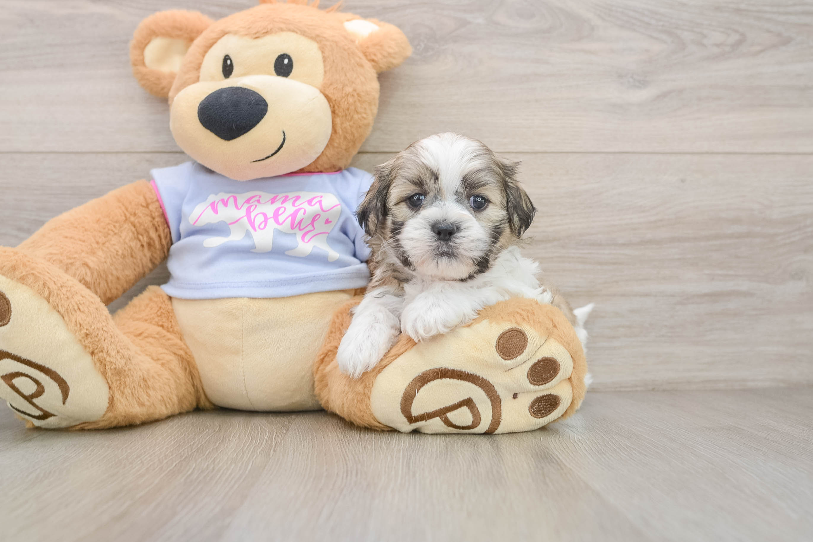 Teddy Bear Pup Being Cute