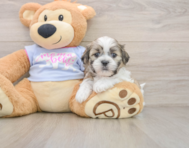 6 week old Teddy Bear Puppy For Sale - Windy City Pups