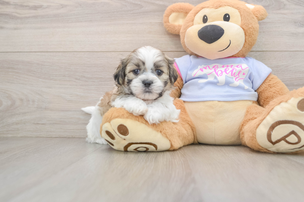 Best Teddy Bear Baby