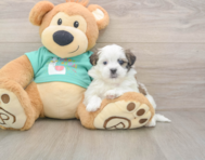 6 week old Teddy Bear Puppy For Sale - Windy City Pups