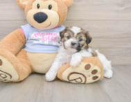6 week old Teddy Bear Puppy For Sale - Windy City Pups