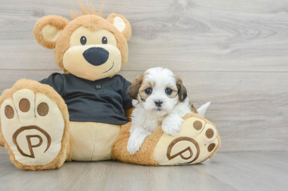 6 week old Teddy Bear Puppy For Sale - Windy City Pups