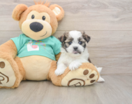 6 week old Teddy Bear Puppy For Sale - Windy City Pups