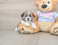 6 week old Teddy Bear Puppy For Sale - Windy City Pups