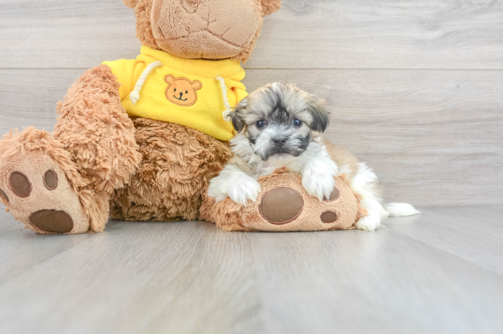 6 week old Teddy Bear Puppy For Sale - Windy City Pups