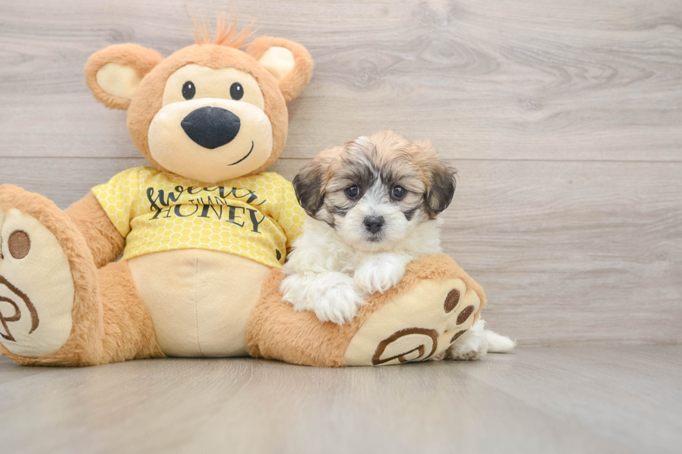 Small Teddy Bear Baby