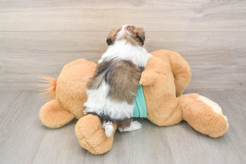 Best Teddy Bear Baby