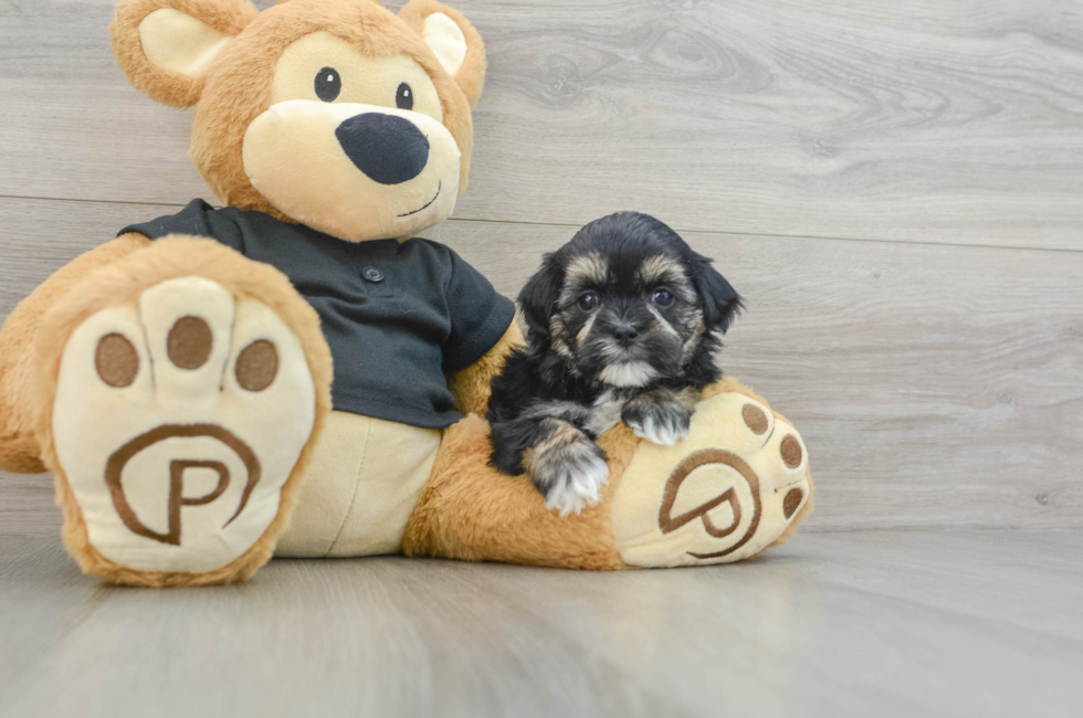 6 week old Teddy Bear Puppy For Sale - Windy City Pups