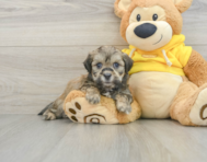 7 week old Teddy Bear Puppy For Sale - Windy City Pups