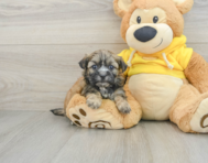 8 week old Teddy Bear Puppy For Sale - Windy City Pups