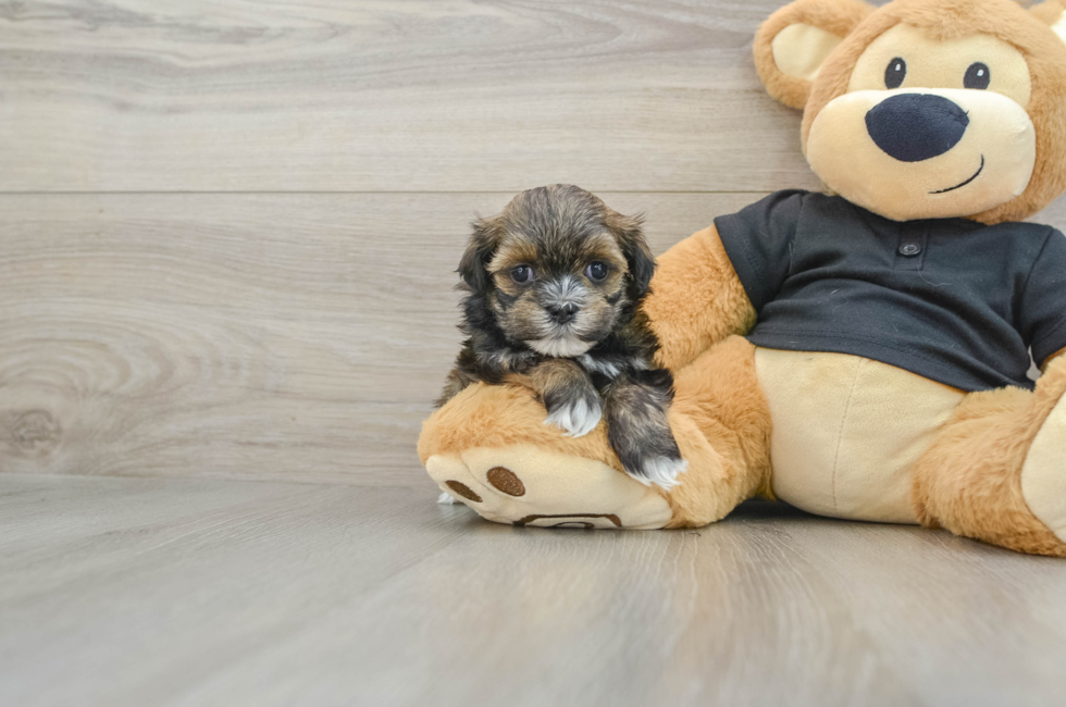 6 week old Teddy Bear Puppy For Sale - Windy City Pups