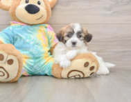7 week old Teddy Bear Puppy For Sale - Windy City Pups