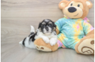 Best Teddy Bear Baby