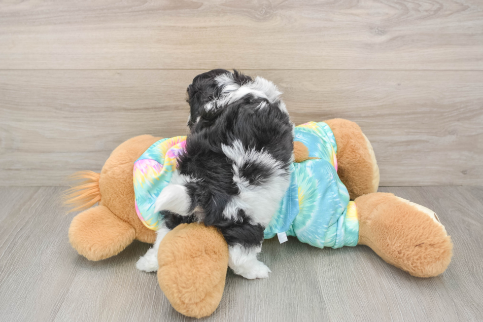 Teddy Bear Puppy for Adoption