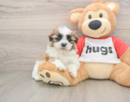 5 week old Teddy Bear Puppy For Sale - Windy City Pups