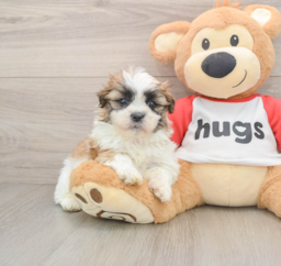 6 week old Teddy Bear Puppy For Sale - Windy City Pups