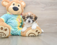 7 week old Teddy Bear Puppy For Sale - Windy City Pups