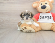 5 week old Teddy Bear Puppy For Sale - Windy City Pups