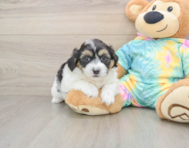 7 week old Teddy Bear Puppy For Sale - Windy City Pups
