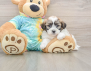7 week old Teddy Bear Puppy For Sale - Windy City Pups