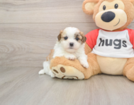 5 week old Teddy Bear Puppy For Sale - Windy City Pups