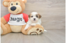 Best Teddy Bear Baby
