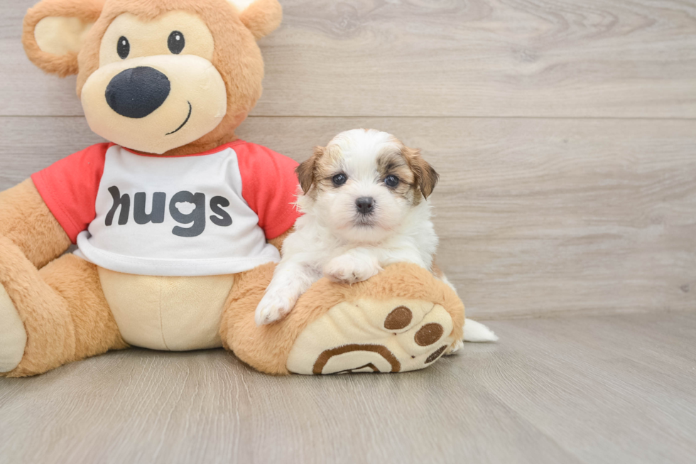 Best Teddy Bear Baby