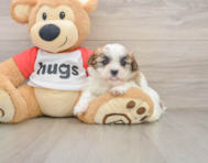 6 week old Teddy Bear Puppy For Sale - Windy City Pups