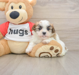 6 week old Teddy Bear Puppy For Sale - Windy City Pups