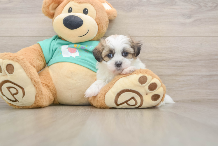 Best Teddy Bear Baby