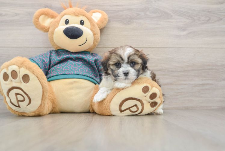 Teddy Bear Pup Being Cute