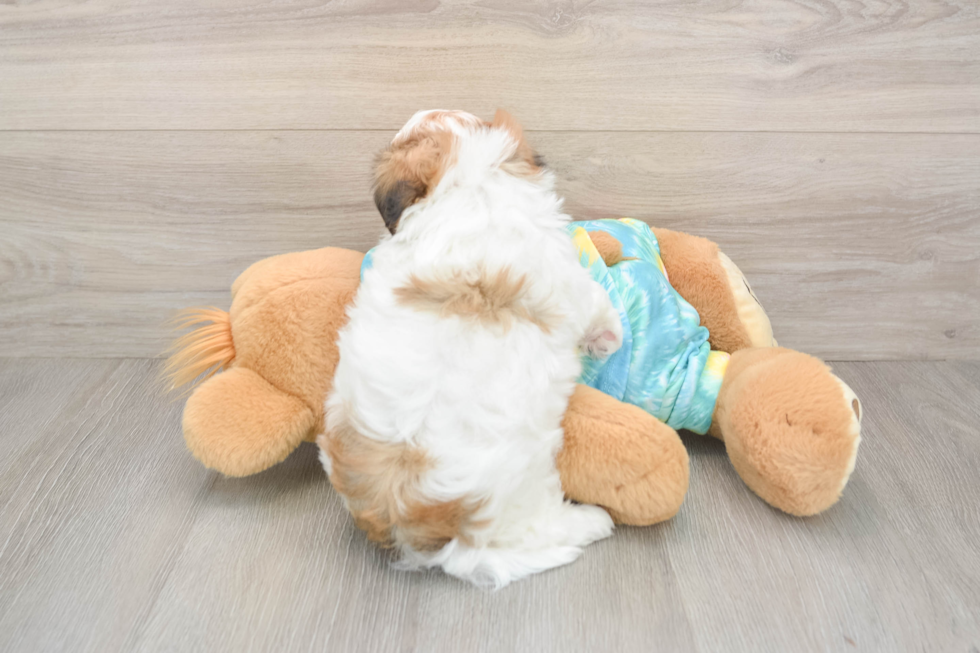 Energetic Shi Chon Designer Puppy