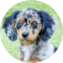 Mini Doxiedoodle Puppy For Sale - Windy City Pups Mini Doxiedoodle Puppy For Sale - Windy City Pups