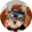 Yorkshire Terrier Puppy For Sale - Windy City Pups Yorkshire Terrier Puppy For Sale - Windy City Pups